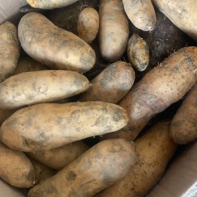 gembili mbili gembolo super makanan desa sehat 6