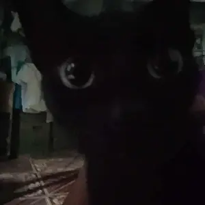 IDEN PET Gunting Kuku Kucing Pemotong Kuku Anjing + Kikir Potong Kuku Hewan Pet Nail Clipper