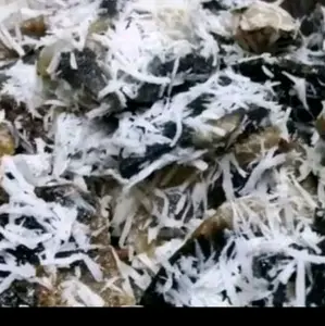 1kg gatot gaple singkong mentah pilihan berat 1kg harga perkilogram