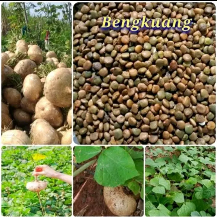200 Benih Bengkoang Jumbo Super Siap Tanam
