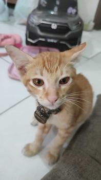 Product Review of Kalung kucing free liontin custom nama akrilik grey from l** l**h 0