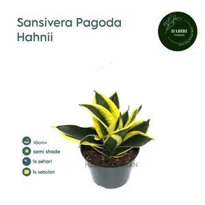 ￼Tanaman Hias Sansivera Mini Pagoda - Tanaman Pembersih Udara - Golden