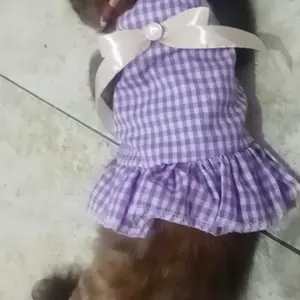 Baju Kucing Mini Dress Birizy Series Baju Kucing Size S-XXL | Baju Kucing Tangerang!