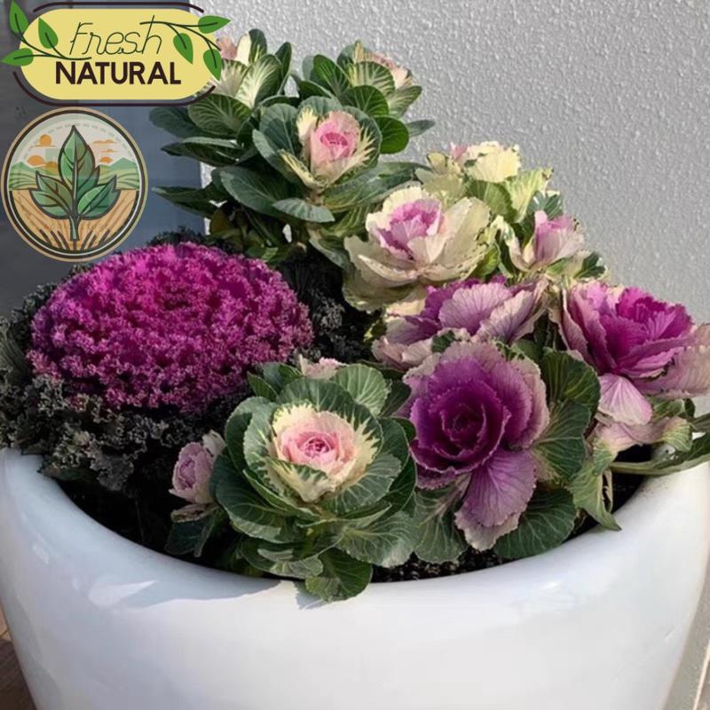 (Loại cao cấp 100 hạt)  Hạt giống hoa bắp cải hoa hồng F1 nhiều màu - Tỉ Lệ > 95% Nảy Mầm - Phù Hợp Khí Hậu 3 Miền - Thu Hoạch Quanh Năm