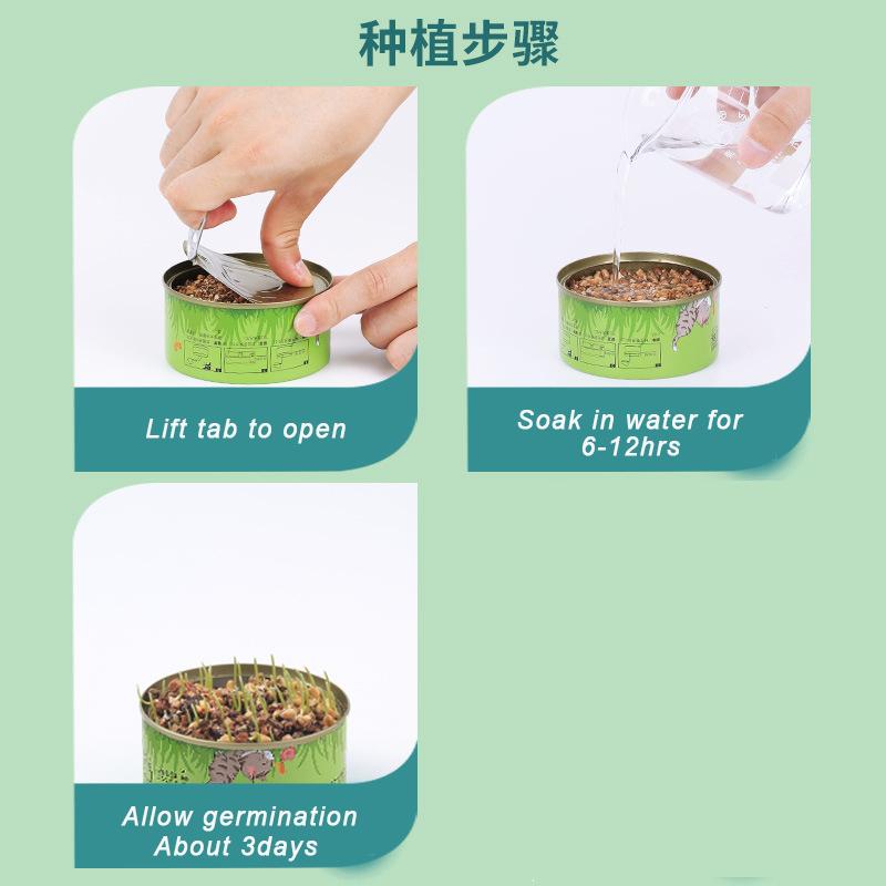 SunSun Easy to Grow Wheat Grass Canned Hairball Control Pet Cat SnackTreat No Soil Kit 3