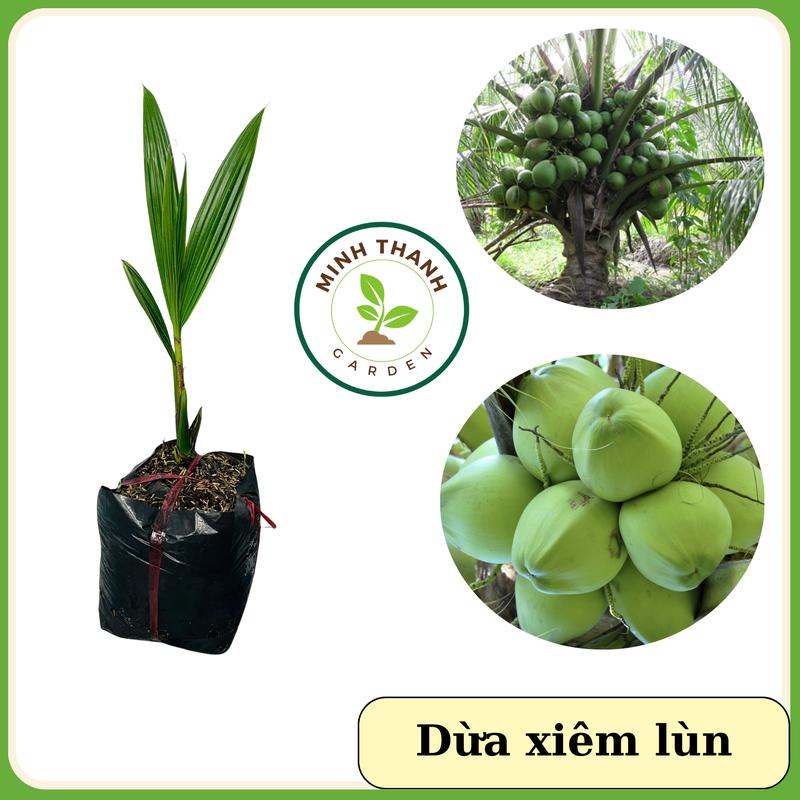 Cây Dừa Xiêm lùn rặt không kén đất trồng cây dừa lùn cây dừa xiêm lùn