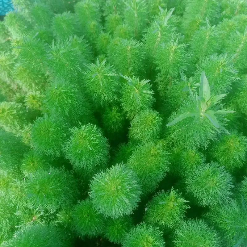 Tanaman sintetis limnopila sesiliflora hiasaan akuarium 1