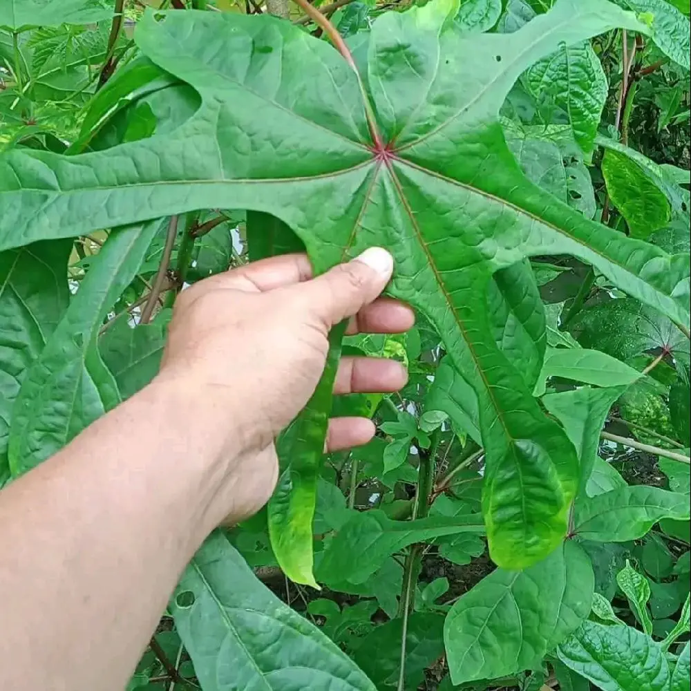bibit singkong Papua per 10 batang 20cm