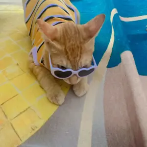 Kacamata Aksesoris Kucing Peliharaan – Kacamata Korean