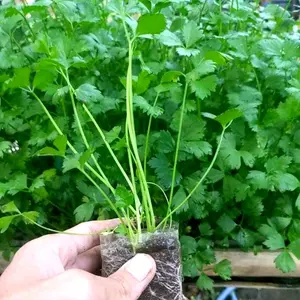 Paket 10 Pohon Bibit Seledri Amigo Siap Tanam