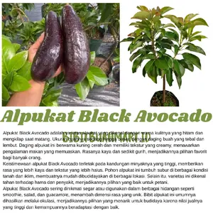 Bibit Alpukat Black Avocado Valid 100% Hasil Okulasi Batang Besar Bahan Bonsai Tabulampot