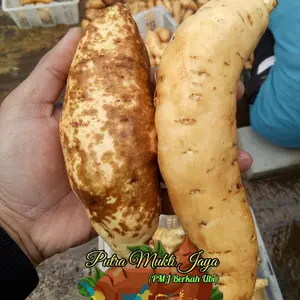 Ubi madu Cilembu asli spek super AB 1kg isi 3-7 biji