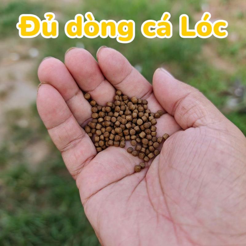 Cám dành cho Đủ Dòng Cá Lóc Cảnh tăng cường màu sắc, cá phát triển đẹp