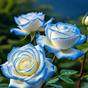 100 Granos,Semillas de Amor Azul Americano,Flores de Azul Celeste,Planta Ornamental,Fácil de Cultivar,Resistente al Calor,Decoración de Apartamentos