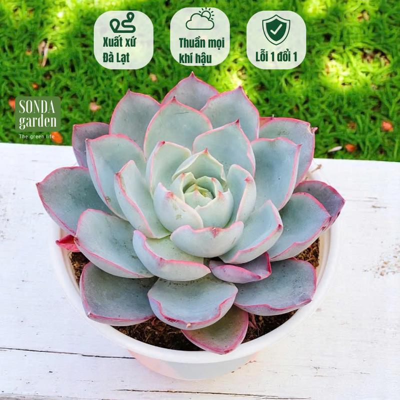 Sen đá hera SONDA GARDEN size trung bình 10cm, cây sen đá, sen đá đẹp trang trí nhà cửa