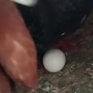 TELUR PALSU BURUNG MERPATI IMITASI TELUR PENGGANTI PENCEGAH STRESS