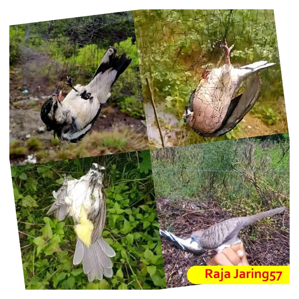 jaring burung perkutut/jaring burung/jaring burung siap pasang
