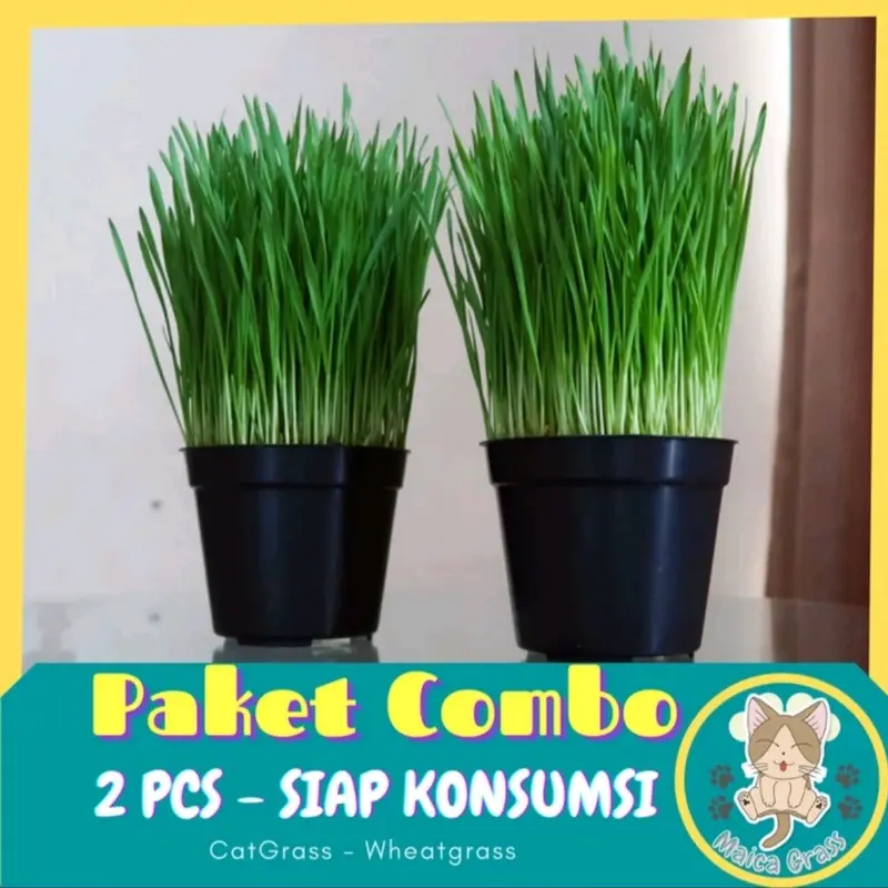 PAKET COMBO - Rumput Kucing Siap Konsumsi - Wheatgrass - Rumput Gandum 0