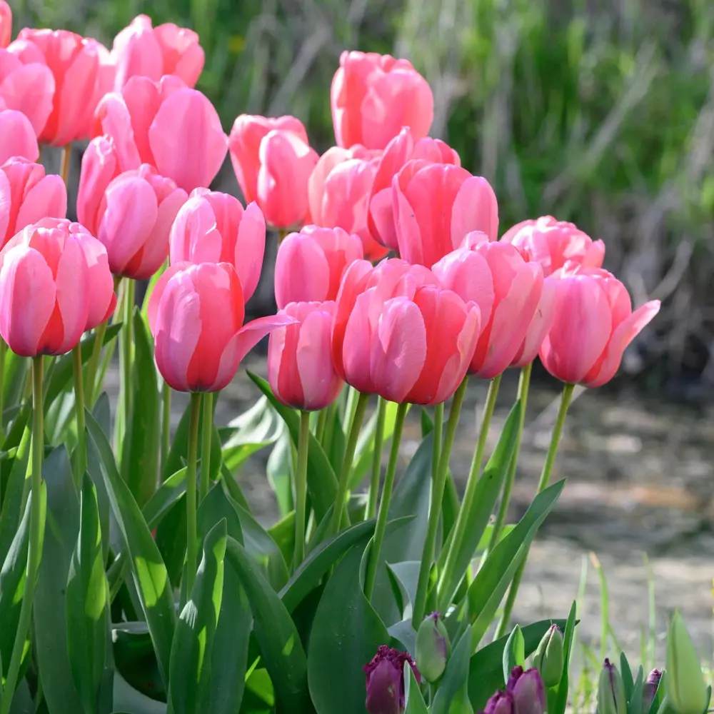 Pink Tulips Fresh Flowers - Per Stalk