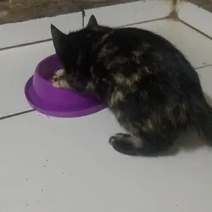 Pasir Gumpal Kucing Bentonite Cat Litter 5L - Odor Contro!Multicolor untuk Anjing dan Kucing