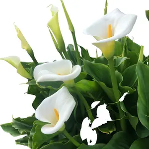 Naya Seeds Biji Benih Bunga Calla Lily 4 biji Bunga Cantik Mudah Tumbuh