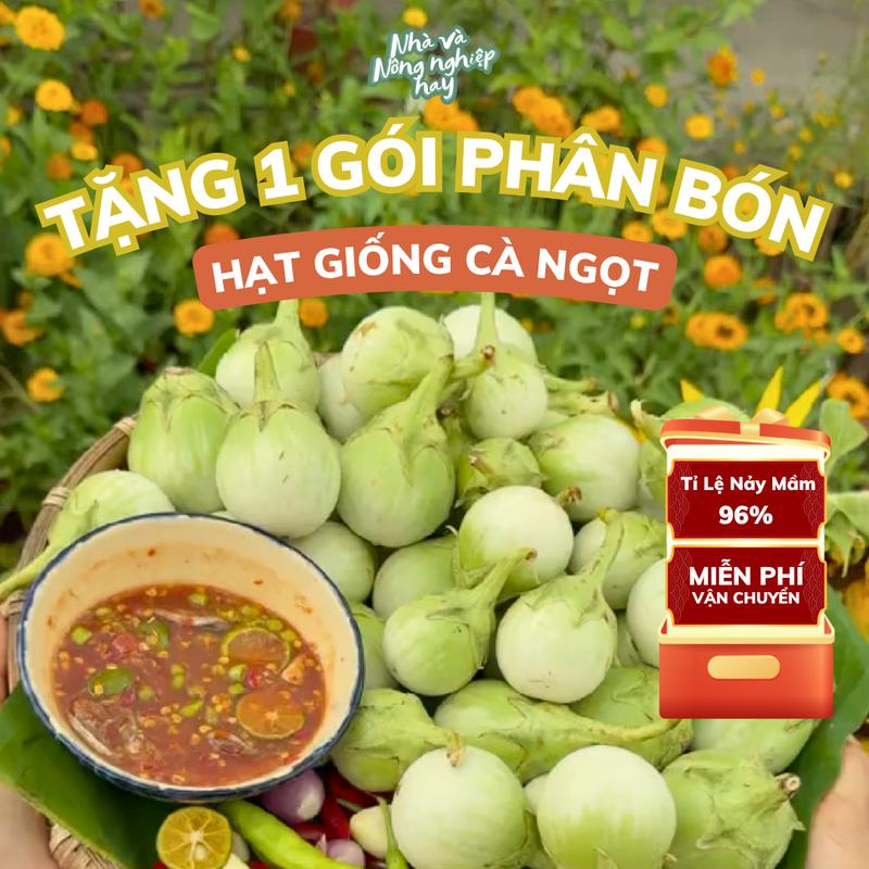 TẶNG PHÂN BÓN Hạt giống cà ngọt Thái Lan giòn ngọt sai trái dễ trồng năng suất cao trồng quanh năm - Tỉ lệ nảy mầm