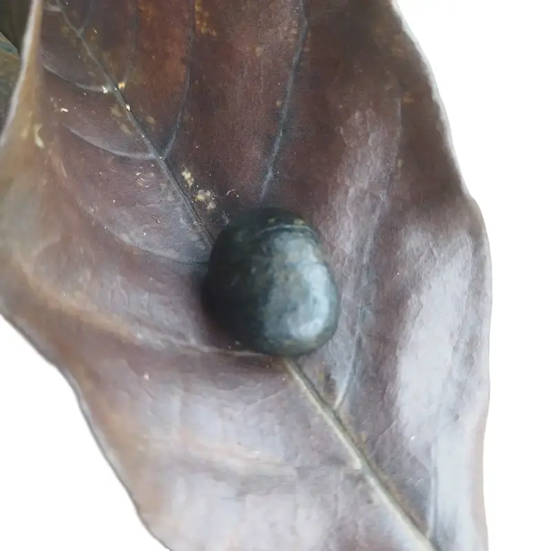 Carbonado stones, di jual karena untuk membiayai menempuh Pendidikan kami, Fashion untuk di gunakan baik Lelaki maupun wanita, Carbonado Black Diamond Meteorite Rough stones, Aksesoris. 0
