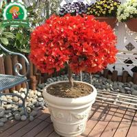 Gambar 70 Biji/paket Benih Bougainvillea Langka Campuran Warna Untuk Menanam Bunga Tanaman Hias Dalam Ruangan Berkebun, Bibit Bonsai, Menanam Bunga, Dekorasi Taman Luar Ruangan Bougainvillea Seeds - 2 Paket  dari Benih Pilihan Alam Kota Administrasi Jakarta Pusat 5 Tokopedia
