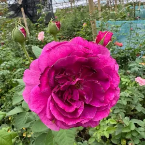 minerva ownroot, adaktif di dataran rendah