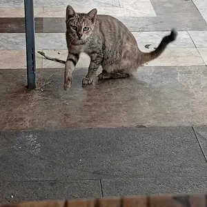 Kalung Titanium Anti Karat Dan Anti Luntur Wanita Rantai Tulang Selangka Kalung Mutiara Dipakai Sehari-Hari