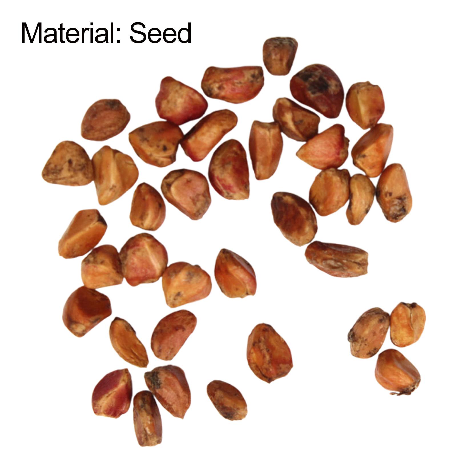 cuurekon 200 Pcs Rare Rose Seeds Climbing Rose Bush Seeds Non-GMO Open  Pollination Seeds for Balcony Outdoor Gardens - TikTok Shop Philippines