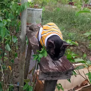 Baju Kucing Anjing Cowok Cewek Lucu Bulu Kecil - Buki tank trico series