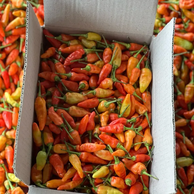 Cabe Rawit kemasan 500gr Pedas 0