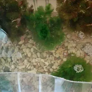 tanaman sintetis cabomba red media pot tanaman Aquascape hiasan aquarium