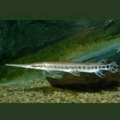 Dekorasi Ikan Hias Florida Gar untuk Aquarium dan DekorasTankmate dengan Desain Elegan dan Menarik