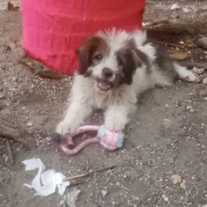 Mainan Gigi Anjing Mainan Kucing Dog Toy Interactive