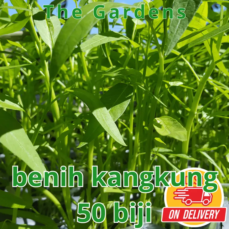 BIG SALE - 50 Bibit / benih / biji kangkung darat - kangkung bangko - bibit sayurk Pak Tani Kacang Pupuk Sawi pohon  kangkung 3