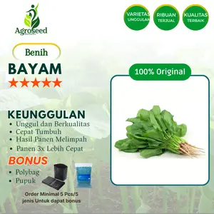 ±5000 Benih Bayam Termurah Tanaman Super Bibit Unggul Cepat Tumbuh Isi Banyak