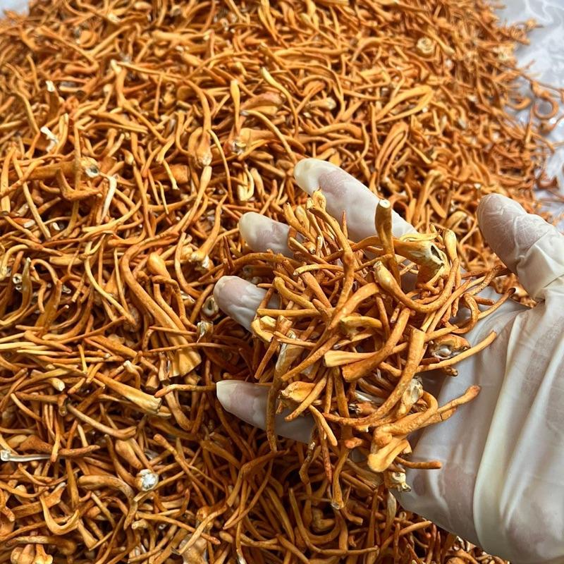Ưu đãi trên live 60g  : 50g  nấm đông trùng hạ thảo sấy thăng hoa gãy đẹp tặng 10g nguyên sợi