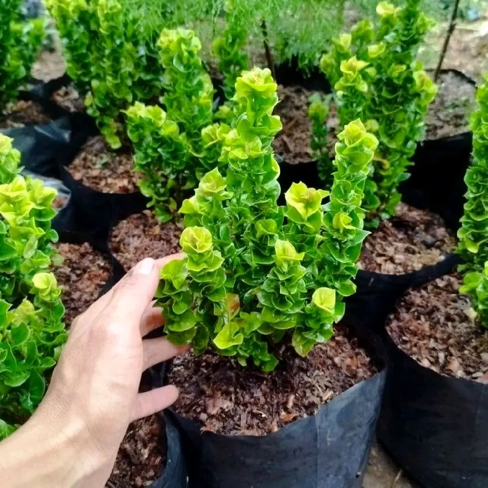Tanaman Hias Asoka Tusuk Sate | Bunga Asoka Outdoor | Tanaman Sehat Siap Tanam