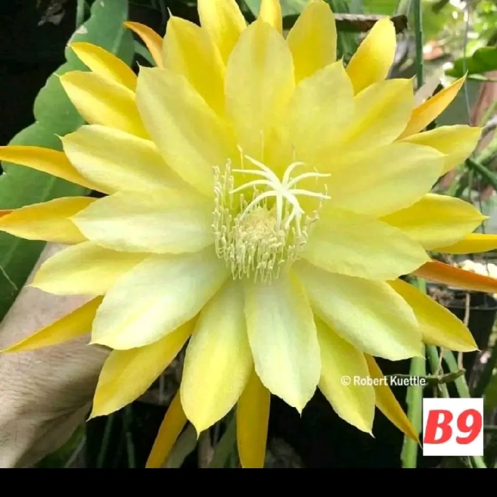 Tanaman Hias Wijaya Kusuma Yellow Hidup Siap Tanam – Bunga Kuning Cantik & Unik