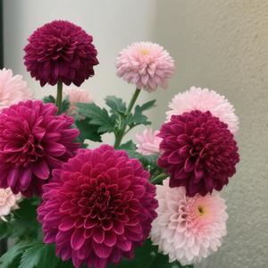 50 Granos Crisantemo Pompón Púrpura Orquídea Real Pompones Regios Color Púrpura Profundo y Misterioso