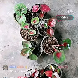 paket bunga keladi isi 5 plant,,
