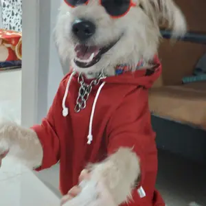 POMAPOO - Jacket Kucing dan Jaket Anjing Basic Jacket New Colour