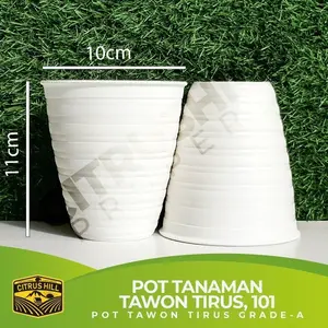 Pot tawon tirus putih mini 10cm
