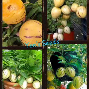 Benih Melon Pepino / Melon Mini ( 20 Butir )