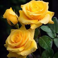 Gambar 80 pcs/pack Bibit Bunga Mawar Kuning untuk Berkebun Bibit Tanaman Mawar Berbunga Wangi Bibit Bunga Bonsai Dalam Ruangan Mudah Tumbuh Bibit Mawar Kuning untuk Menanam Bunga Pohon Bonsai Tanaman Hidup Dijual Tanaman Asli Tanaman Udara Halamang Namumulaklak - 1 Bag-166U dari Benih Pilihan Alam Kota Administrasi Jakarta Pusat 5 Tokopedia