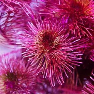 Tanaman Air Kabomba Caroliniana Merah Aquascape Media Pot+Kapas 6-7 Batang