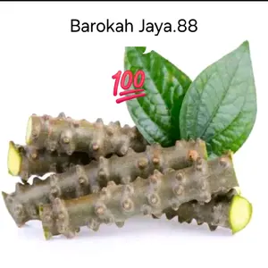 Brotowali asli pahit per 50cm rempah sapih asi siap kirim