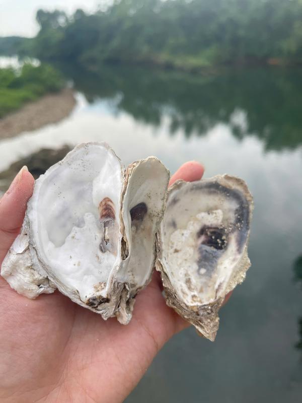 VỎ HÀU ION LỌC NƯỚC HỒ CÁ - GIÚP ỔN ĐỊNH PH NƯỚC GIÀNH CHO HỒ CÁ